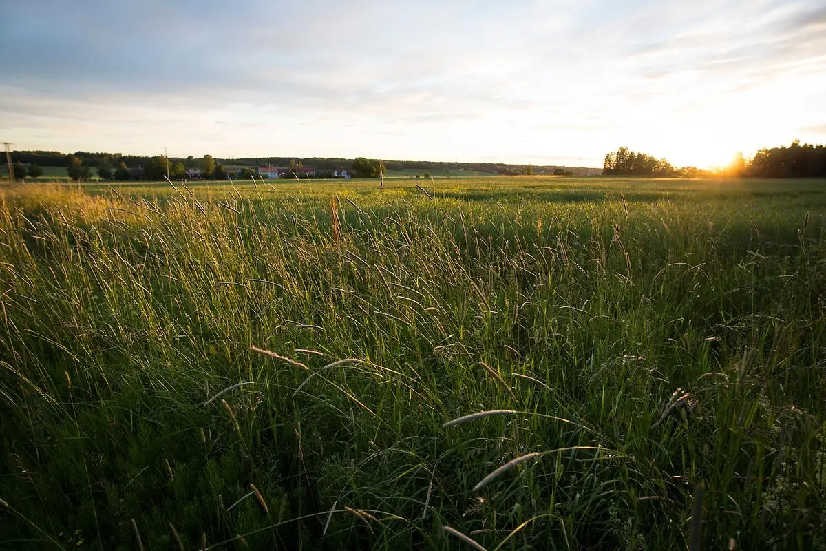 Vy över fält med hus i bakgrunden