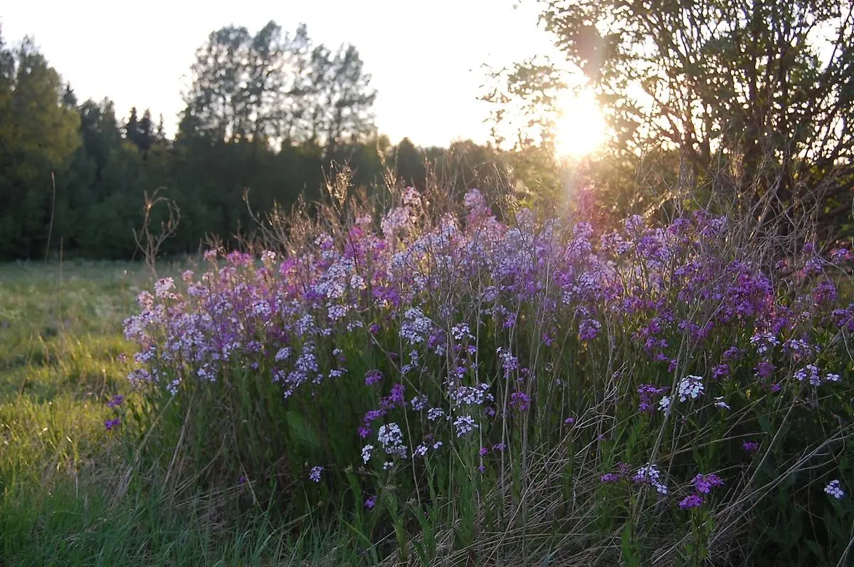 Blommor i solnedgång