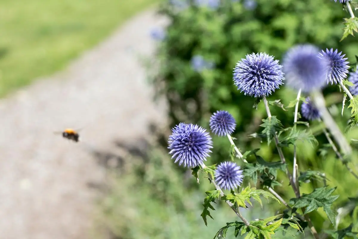 Närbild på lila blomma och humla som flyger intill