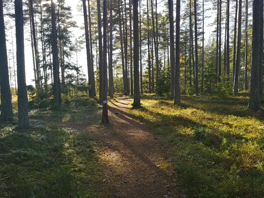 Mountainbikespår i tallskog