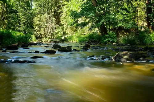 Flod, bäck omgiven av grönska i Hårsbäcksdalen