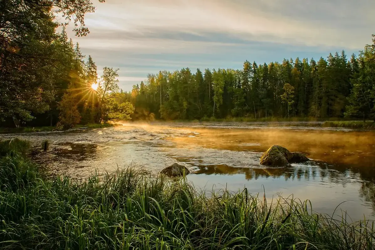 Färnebofjärndens nationalpark. Vatten och träd, omslutna i vackert kvällsljus