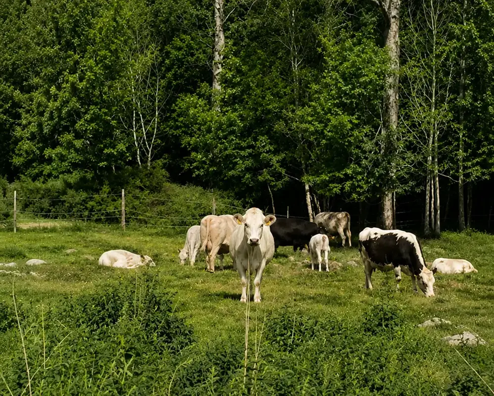 Vita kossor i grön hage